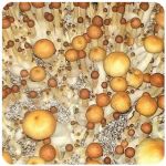 Псилоцибиновые (галлюциногенные)  грибы Psilocybin "Golden Teacher" в Ливнах