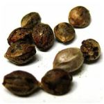 Семена марихуаны АК-47  (Seeds AK-47) в Ливнах